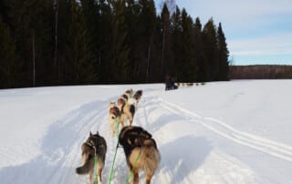 Témoignage de Charline en scolarité en Norvège chien de traîneau en norvège