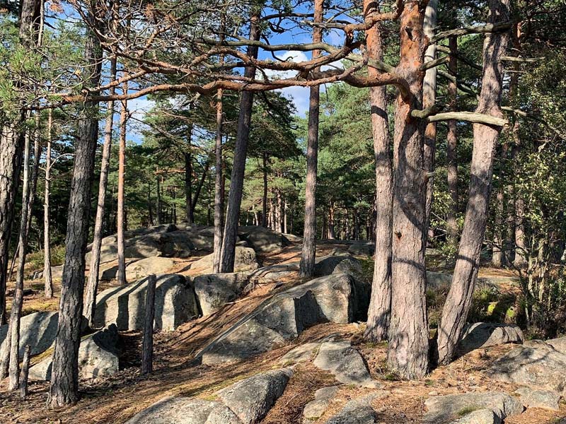 norvège-Olga-3_800x600 Norvège forêt