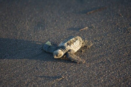 Témoignage de Clémence - Scolarité au Costa-Rica Tortue