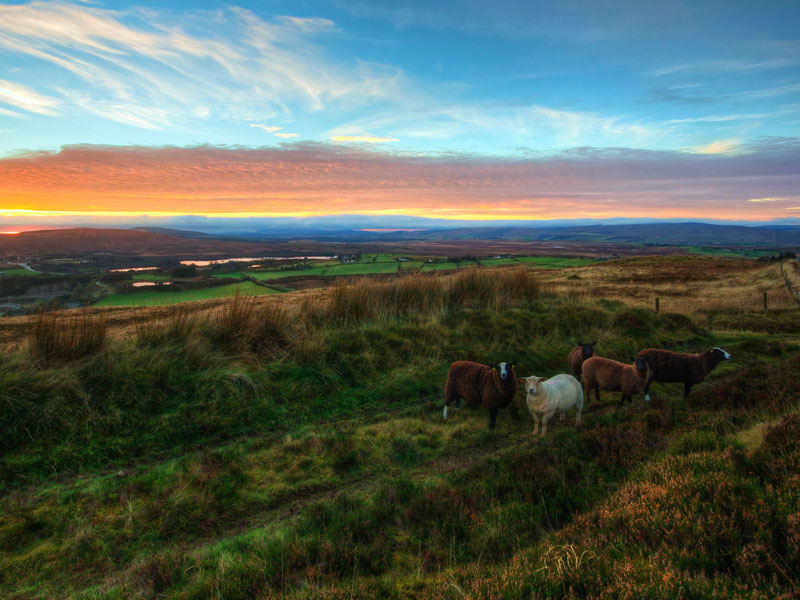 FAQ IRLANDE Paysage de campagne en Irlande